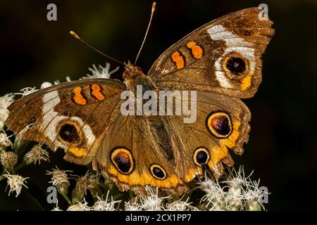 close up macro lens image of a common buckeye butterfly (junonia coenia) on common boneset wild flowers. This is a brown butterfly with velvety wings Stock Photo