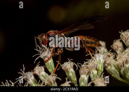 A black and red wasp with green brown eyes called metricus paper wasp (polistes metricus) is walking on common boneset white flowers sucking nectar an Stock Photo