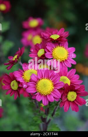 pink chrysanthemum flower macro Stock Photo