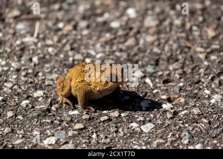 image of an Eastern American toad (anaxyrus americanus americanus) a native amphibian found in eastern USA and Canada. This brown warty toad is seen o Stock Photo