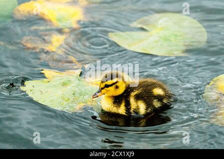 Closeup side view of a baby duckling swimming on a pond Stock Photo