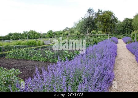 A row of lavender by the side of a gravel pathway forms a border to a kitchen garden. Stock Photo