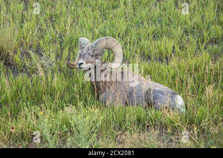 A Ram Basking in the Open Stock Photo