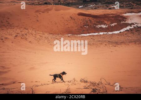 A black dog is running through dunes Stock Photo