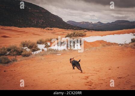 A black dog is running through dunes Stock Photo
