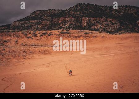 A black dog is running through dunes Stock Photo