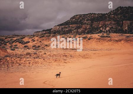 A black dog is running through dunes Stock Photo