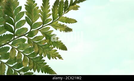 Leather fern leaf with light blue background Stock Photo