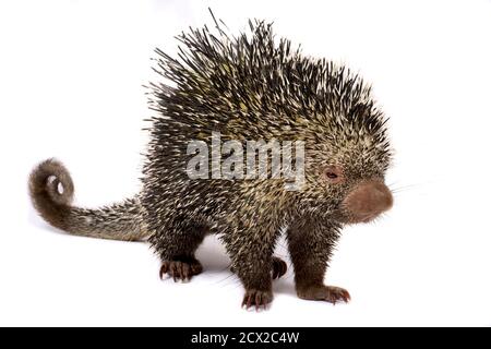 Brazilian porcupine (Coendou prehensilis) Stock Photo