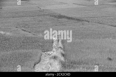 Bhutanese farmers walking among paddy fields in Paro, Bhutan Stock Photo