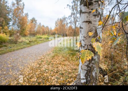Empty gravel road. Birch trees with yellow foliage on either side. Autumn landscape. High quality photo Stock Photo