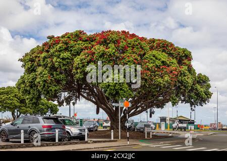 Auckland, New Zealand: New Zealand Christmas Tree (Metrosideros excelsa) on the parking lot of the Auckland International Airport's passenger terminal Stock Photo