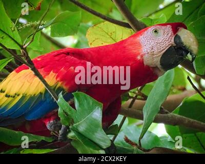 Scarlet macaws in almond trees Stock Photo