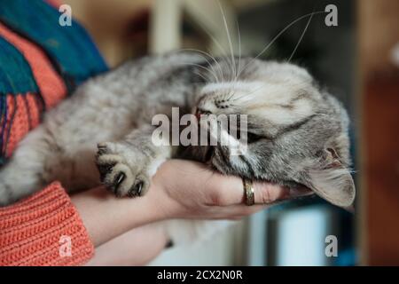 Caring hands taking a cute grey adult cat. Beautiful contended cat relax and lying in the hands Stock Photo