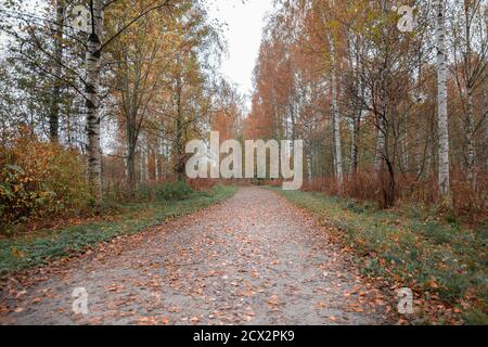 Empty gravel road. Birch trees with yellow foliage on either side. Autumn landscape. High quality photo Stock Photo