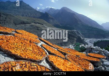 Sunbaked Apricots. Apricots laid out in flat baskets to dry in the baking Himalayan sun. Karakoram Mountains. Altit Fort, Karimabad.Hunza Valley,  Karakoram Highway en route to China. Stock Photo