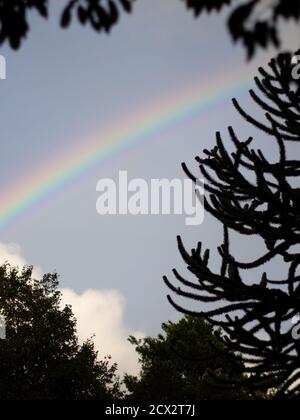 Looking through trees in silhouette at beautiful rainbow with blue sky and clouds Stock Photo