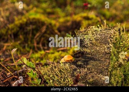 in the forest an old stump and small mushrooms are hidden behind a rotten tree stump overgrown with green moss Stock Photo