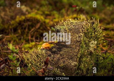 in the forest an old stump and small mushrooms are hidden behind a rotten tree stump overgrown with green moss Stock Photo