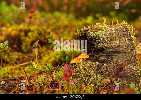 in the forest an old stump and small mushrooms are hidden behind a rotten tree stump overgrown with green moss Stock Photo