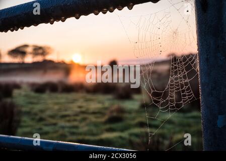 First rays of the sunrise hitting dew on a spiders web on an early autumn morning in Ireland Stock Photo