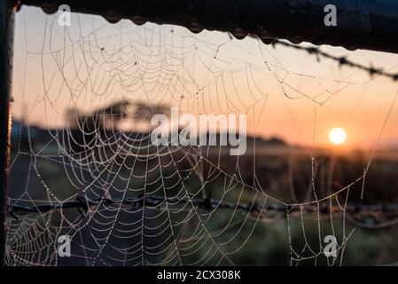 First rays of the sunrise hitting dew on a spiders web on an early autumn morning in Ireland Stock Photo