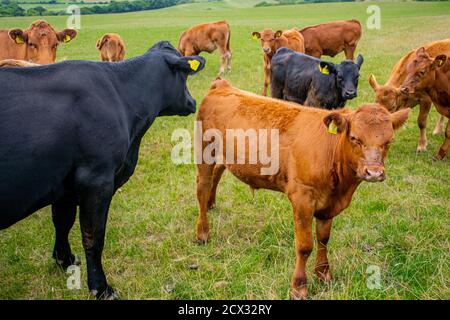 A brown and black cattle herd on grassland, group of cows and calfs roaming on the field, young and older cows in beautiful landscape, free range Stock Photo