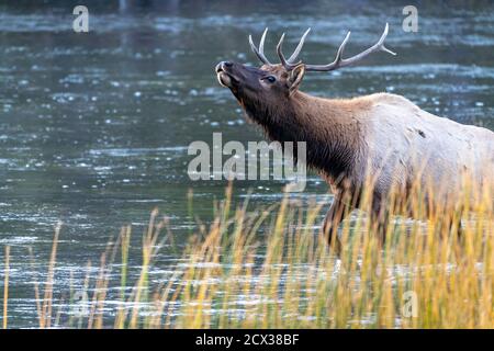 Beautiful bull elk emerges and bugles from the Madison River in Yellowstone National Park during the rut Stock Photo