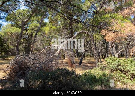 Broken pine tree beacuse of strong winds in fascinating dalmatian forest with yellow, dry grass and beautiful, old evergreen forest Stock Photo