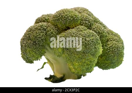 broccoli flower isolated on a white background Stock Photo