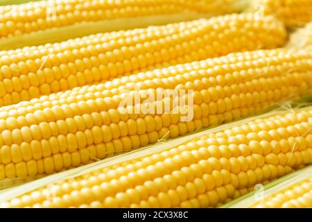 Ripe sweet fresh corn on cobs, closeup. Summer healthy vegetables Stock Photo
