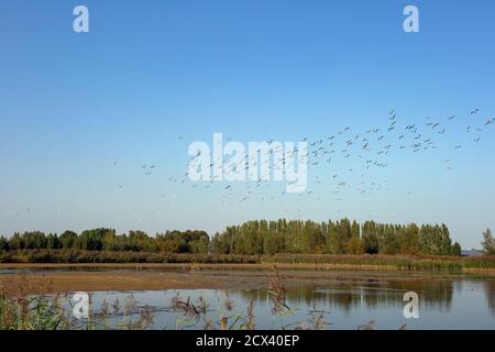 A large group of Black-headed river Gulls flying above a nature lake in Europe with beautiful green landscape, ready to take of Stock Photo