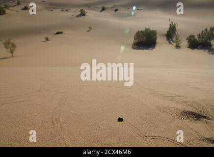 Beetle making tracks in the sand dunes at Mesr, near Khur in central Iran. The Kavir desert. Dasht-e Kavir Stock Photo