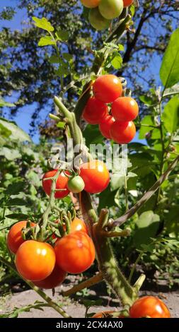 Fresh bunch of red natural tomatoes on branch in organic vegetable garden, selective focus, copy space Stock Photo