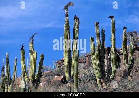 Mexico, Baja California, San Ignacio, Cardone, cactus, turkey vulture, Cathartes aura,, San Ignacio Stock Photo