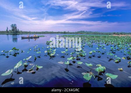 USA, Southern, Dixie, Georgia, Okefenokee National Wildlife Refuge, Stock Photo