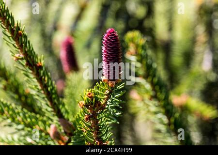 Die Fichte treibt nur alle drei bis vier Jahre weibliche Zapfen in grüner oder bei älteren Bäumen rote Zapfen aus, in denen sich der mit dem Wind hera Stock Photo