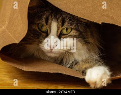 Closeup of a young domestic longhair tabby cat playing hide in seek in a brown paper bag on a wooden floor. Stock Photo