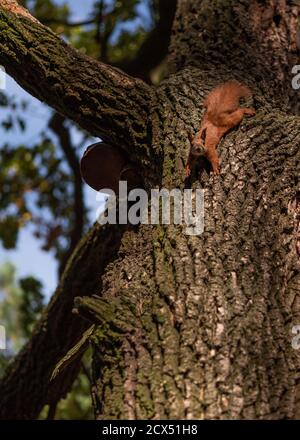 Curious fluffy red squirrel on the oak tree in the park. Vertical orientation Stock Photo