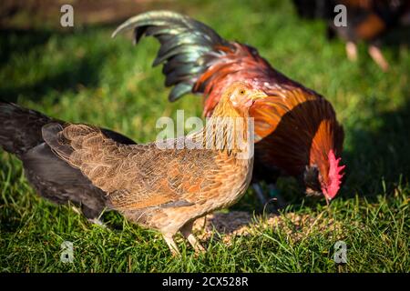 Brown Stoapiperl/ Steinhendl hen, an endangered chicken breed from Austria Stock Photo