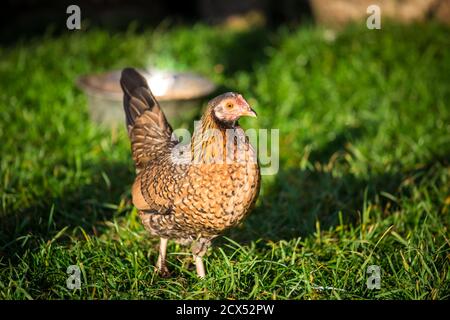 Brown Stoapiperl/ Steinhendl hen, an endangered chicken breed from Austria Stock Photo