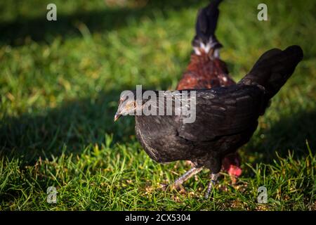 Full black Stoapiperl/ Steinhendl hen, an endangered chicken breed from Austria Stock Photo