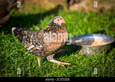 Mottled Stoapiperl/ Steinhendl hen, an endangered chicken breed from Austria Stock Photo