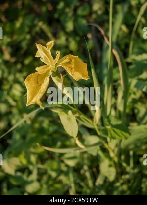 yellow Iris flowers, yellow Iris on the pond Stock Photo