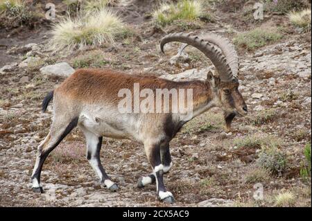 Kalshnikov automatic rifle held by a Simien National Park guard. Ethiopia Stock Photo