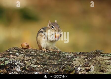 Cute little Eastern Chipmunk Tamias striatus finding acorns in Fall Stock Photo