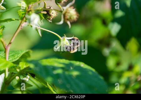 Bee is searching and collecting nectar. Insect is sitting on the raspberry bush. Stock Photo
