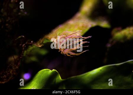 Aiptasia - small anemone and one of the common pests in saltwater reef aquariums Stock Photo
