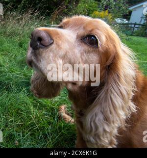 Sprocker Stock Photo