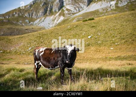 Brown cow with white spots in the grass field on top of Durmitor mountain, Montenegro. Stock Photo